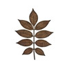 Black Walnut